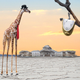 Illustration for article titled Melting Giraffe Congressman Warns Impeachment Distracting From Surreal Issues